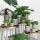 Kolibri Greens - Set of 4 succulents - green plants - pot size 9cm