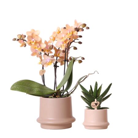 Kolibri Company - Plant set ring pot sand - set with fragrant Phalaenopsis orchid 9cm and green plants