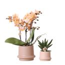 Kolibri Company - Set de plantes anneau pot sable - set...