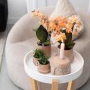 Kolibri Company Pflanzenset Ringtopf Sand Set mit...