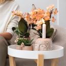 Kolibri Company - Plant set ring pot sand - set with fragrant Phalaenopsis orchid 9cm and green plants
