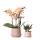 Kolibri Company - Plant set ring pot sand - set with fragrant Phalaenopsis orchid 9cm and green plants