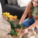 Kolibri Orchids - surprise box mix - plants advantage box...
