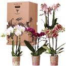 Orchidées Kolibri - mélange de boîte surprise - avec 4 orchidées différentes