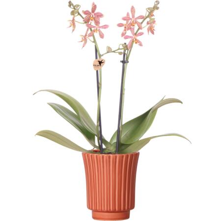 Kolibri Orchids - orange Phalaenopsis Orchidee - Spider in Retro Terracotta - Topfgröße 9cm - blühende Zimmerpflanze