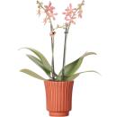 Orchidées Colibri - Orchidée Phalaenopsis Orange - Araignée en Terre Cuite Rétro - Taille du pot 9cm