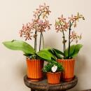 Orchidées Colibri - Orchidée Phalaenopsis Orange - Araignée en Terre Cuite Rétro - Taille du pot 9cm