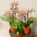 Kolibri Orchids - orange Phalaenopsis Orchid - Spider in Retro Terracotta - pot size 9cm - flowering houseplant