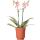 Kolibri Orchids - orange Phalaenopsis Orchid - Spider in Retro Terracotta - pot size 9cm - flowering houseplant