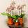 Kolibri Orchids - orange Phalaenopsis Orchid - Spider in Retro Terracotta - pot size 9cm - flowering houseplant