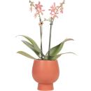 Orchidées Colibri - Orchidée Phalaenopsis Orange - Araignée en Terre Cuite Scandic - Taille du Pot 9cm