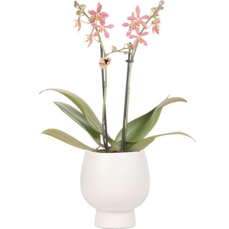 Kolibri Orchids - orange Phalaenopsis Orchid - Spider in Scandic white - pot size 9cm