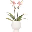 Kolibri Orchids - orange Phalaenopsis Orchid - Spider in...