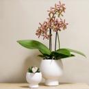Kolibri Orchids - orange Phalaenopsis Orchid - Spider in Scandic white - pot size 9cm