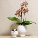 Kolibri Orchids - orange Phalaenopsis Orchid - Spider in...