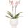 Kolibri Orchids - orange Phalaenopsis Orchid - Spider in Scandic white - pot size 9cm