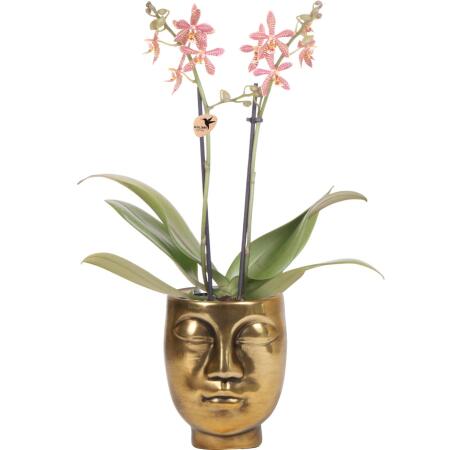 Kolibri Orchids - orange Phalaenopsis Orchid - Spider in Face-2-Face gold - pot size 9cm