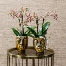 Kolibri Orchids - orange Phalaenopsis Orchidee - Spider...