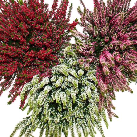 Calluna vulgaris - Set mit 3 Pflanzen - Besenheide - Heidepflanze - winterhart - 11cm Topf