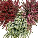 Calluna vulgaris - Set mit 3 Pflanzen - Besenheide -...