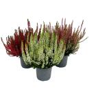 Calluna vulgaris - set of 3 plants - broom heather -...