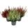 Calluna vulgaris - set of 3 plants - broom heather - heather plant - hardy - 11cm pot