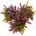 Calluna vulgaris Set mit 3 Pflanzen Besenheide Heidepflanze winterhart 11cm Topf mehrfarbig
