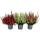 Calluna vulgaris - Set of 3 plants - broom heather - heather plant - hardy - 11cm pot - color mix - 3 different colors