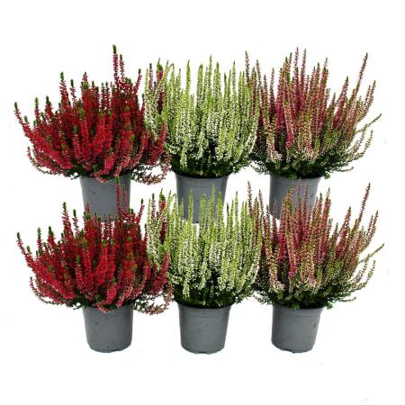 Calluna vulgaris - Set mit 6 Pflanzen - Besenheide - Heidepflanze - w