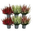 Calluna vulgaris - set of 6 plants - broom heather -...