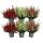 Calluna vulgaris - Set de 6 plantes - Bruyère à balai - Plante de terre de bruyère - rustique - pot de 11cm