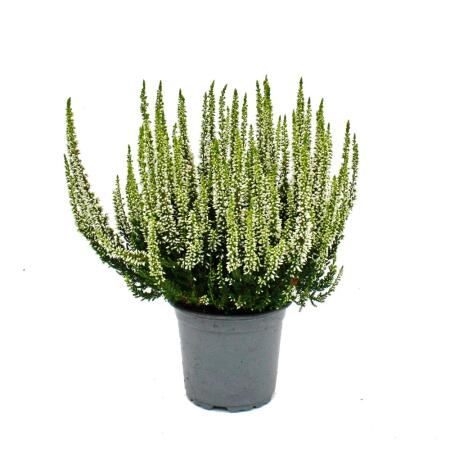 Calluna vulgaris - set of 6 plants - broom heather - heather plant - hardy - 11cm pot - white