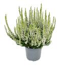 Calluna vulgaris - set of 6 plants - broom heather - heather plant - hardy - 11cm pot - white