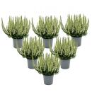 Calluna vulgaris - set of 6 plants - broom heather - heather plant - hardy - 11cm pot - white