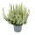 Calluna vulgaris - set of 6 plants - broom heather - heather plant - hardy - 11cm pot - white