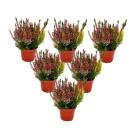 Calluna vulgaris - Set de 6 plantes - Bruyère à balai - Plante de terre de bruyère - rustique - pot de 11cm - multicolore