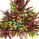 Multicolored Calluna vulgaris - Set of 3 plants - broom heather - heather - hardy - 11cm pot