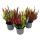 Mehrfarbige Calluna vulgaris - Set mit 3 Pflanzen - Besenheide - Heidekraut - winterhart - 11cm Topf