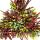 Mehrfarbige Calluna vulgaris - Set mit 3 Pflanzen - Besenheide - Heidekraut - winterhart - 11cm Topf
