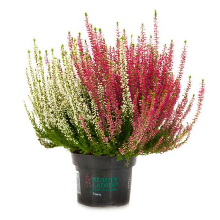 Calluna vulgaris multicolore - Set de 3 plantes - Bruyère à balai - bruyère - rustique - pot de 11cm - deux couleurs différentes par pot (Twins)