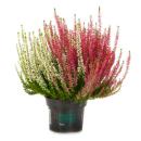 Calluna vulgaris multicolore - Set de 3 plantes -...