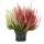 Calluna vulgaris multicolore - Set de 3 plantes - Bruyère à balai - bruyère - rustique - pot de 11cm - deux couleurs différentes par pot (Twins)