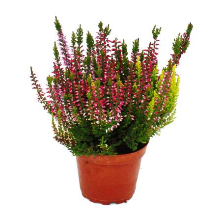 Mehrfarbige Calluna vulgaris Set mit 3 Pflanzen Besenheide Heidekraut winterhart 11cm Topf drei verschiedene Farben pro Topf (Trio)