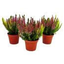 Mehrfarbige Calluna vulgaris Set mit 3 Pflanzen Besenheide Heidekraut winterhart 11cm Topf drei verschiedene Farben pro Topf (Trio)