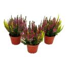 Mehrfarbige Calluna vulgaris Set mit 3 Pflanzen Besenheide Heidekraut winterhart 11cm Topf drei verschiedene Farben pro Topf (Trio)