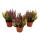 Mehrfarbige Calluna vulgaris Set mit 3 Pflanzen Besenheide Heidekraut winterhart 11cm Topf drei verschiedene Farben pro Topf (Trio)