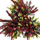 Mehrfarbige Calluna vulgaris Set mit 3 Pflanzen...