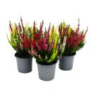 Mehrfarbige Calluna vulgaris Set mit 3 Pflanzen...