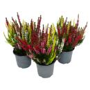 Mehrfarbige Calluna vulgaris Set mit 3 Pflanzen Besenheide Heidekraut winterhart 11cm Topf vier Farben pro Topf (quattro)