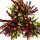 Multicolored Calluna vulgaris - set of 3 plants - broom heather - heather - hardy - 11cm pot - five different colors per pot (High FiVE)